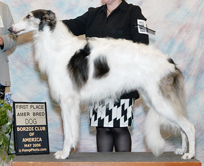 2006 Dog, Amerian Bred - 1st