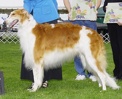 2006 Dog, Amerian Bred - 4th