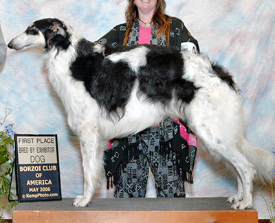 2006 Dog, Bred by Exhibitor - 1st