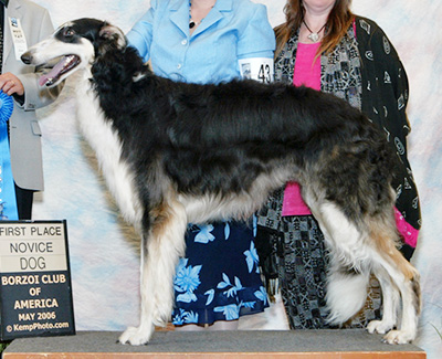 2006 Futurity Dog, 18 months and under 21 - 4th