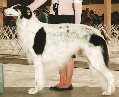 2006 Dog, Open - 3rd