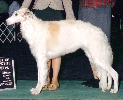 2006 Futurity Bitch, 15 months and under 18 - 3rd