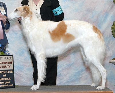 2006 Futurity Bitch, 21 months and under 24 - 1st