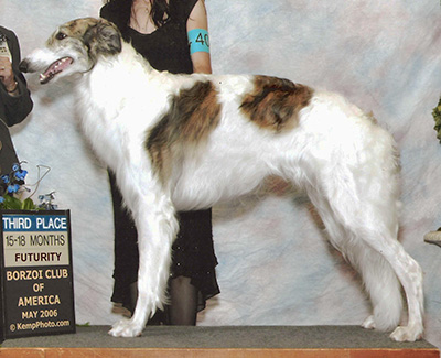 2006 Futurity Dog, 15 months and under 18 - 3rd