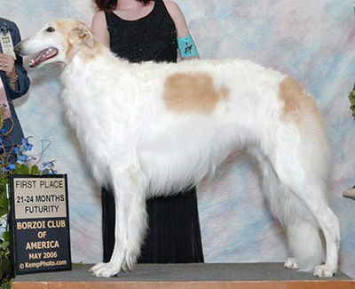 2006 Futurity Dog, 21 months and under 24 - 1st