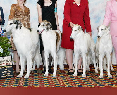 2006 Futurity Stud Dog Class - 1st