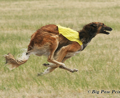 2006 LGRA Best of Breed