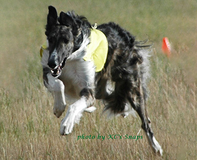 2006 AKC Lure Coursing Open 3rd