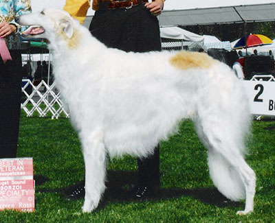 2006 Stud Dog Class - 2nd