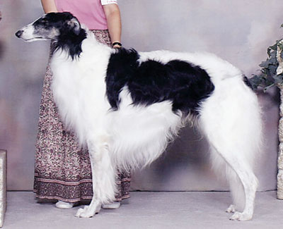 2006 Stud Dog Class - 3rd