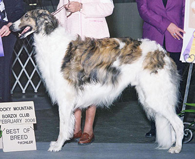 2006 Stud Dog Class - 4th