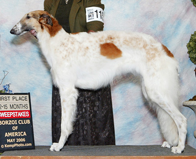 2006 Puppy Sweepstakes Bitch, 12 months and under 15 - 1st