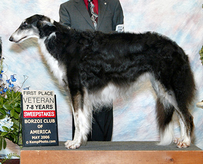 2006 Veteran Sweepstakes Dog, 7 years and under 8 - 1st