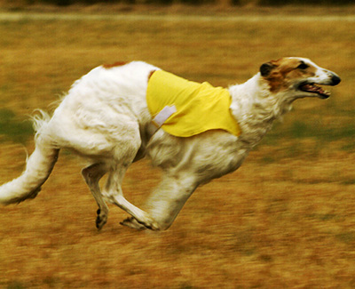 2007 ASFA Lure Coursing Field Champion 3rd