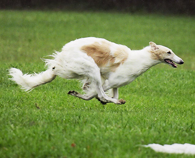 2007 ASFA Lure Coursing Field Champion 4th