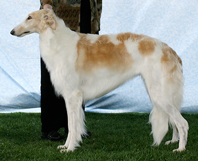 2007 Bitch, Amerian Bred - 1st