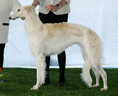 2007 Bitch, Amerian Bred - 2nd