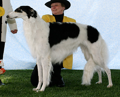 2007 Bitch, Amerian Bred - 3rd