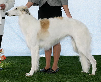 2007 Bitch, Amerian Bred - 4th