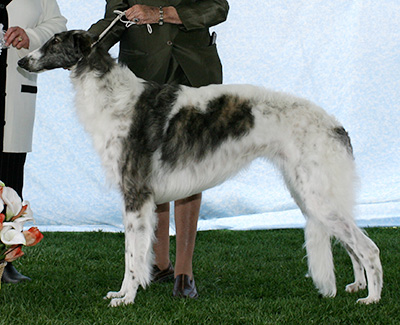 2007 Bitch, Bred by Exhibitor - 4th