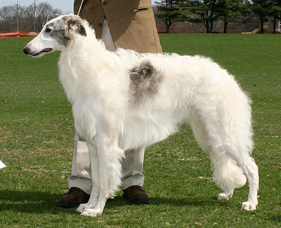 2007 Dog, 12 months and under 18 - 1st