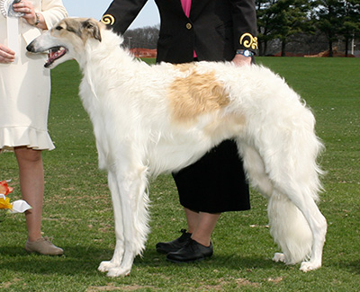 2007 Dog, 12 months and under 18 - 2nd