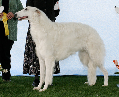 2007 Dog, 12 months and under 18 - 3rd