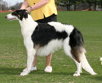 2007 Dog, 12 months and under 18 - 4th