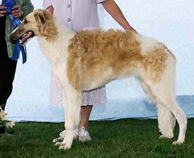 2007 Dog, 6 months and under 9 - 1st