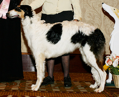 2007 Dog, 6 months and under 9 - 2nd