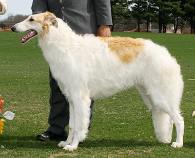 2007 Dog, 9 months and under 12 - 2nd