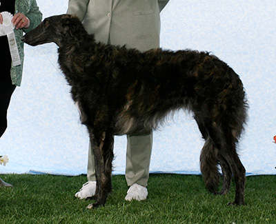 2007 Dog, 9 months and under 12 - 4th