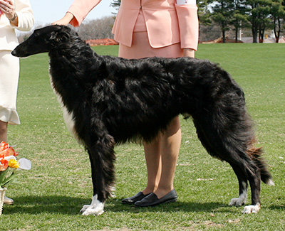 2007 Dog, Amerian Bred - 1st