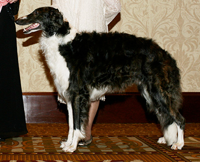 2007 Dog, Amerian Bred - 2nd