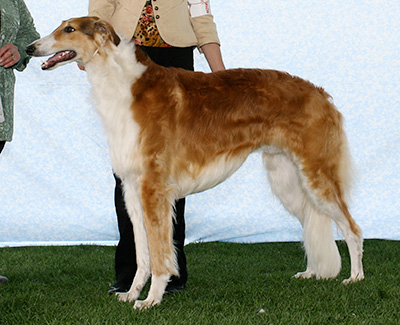 2007 Dog, Amerian Bred - 4th