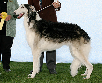 2007 Dog, Bred by Exhibitor - 3rd