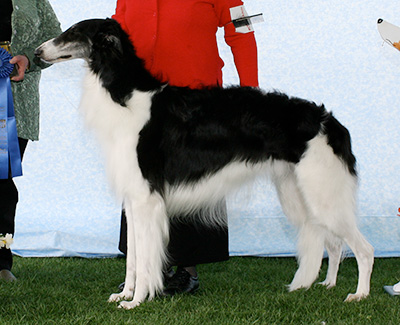 2007 Dog, Novice - 1st