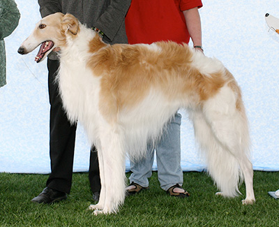 2007 Dog, Novice - 3rd