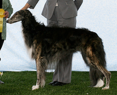 2007 Dog, Open - 3rd