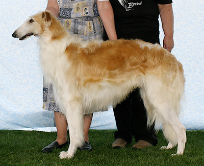 2007 Dog, Open - 4th