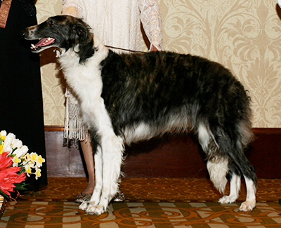 2007 Futurity Bitch, 18 months and under 21 - 4th