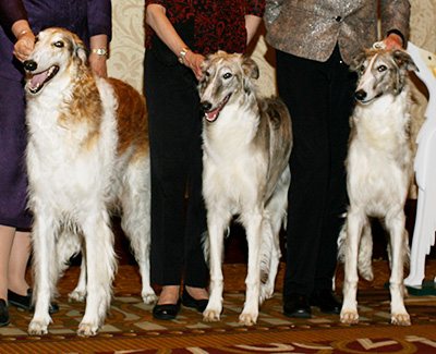 2007 Futurity Brood Bitch Class - 1st