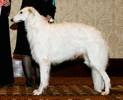 2007 Futurity Dog, 21 months and under 24 - 1st