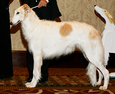 2007 Futurity Dog, 9 months and under 12 - 4th