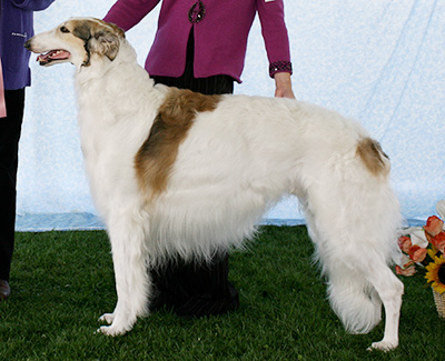 2007 Open Junior Showman Class - 1st