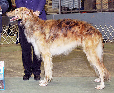 2007 Obedience Pre-Novice Class 'A' - 2nd