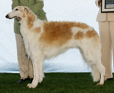 2007 Dog, Bred by Exhibitor - 1st