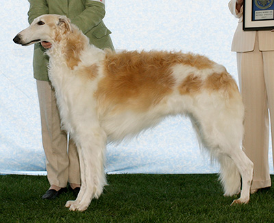 2007 Reserve Winners Dog