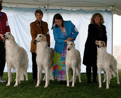 2007 Stud Dog Class - 1st