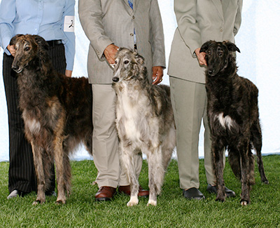 2007 Stud Dog Class - 2nd